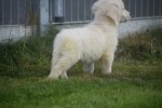 Retriever Golden (reu) 70854