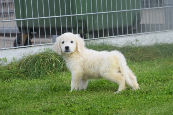 Retriever Golden (reu) 70854