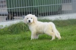 Retriever Golden (reu) 70854