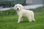 Retriever Golden (reu) 70854