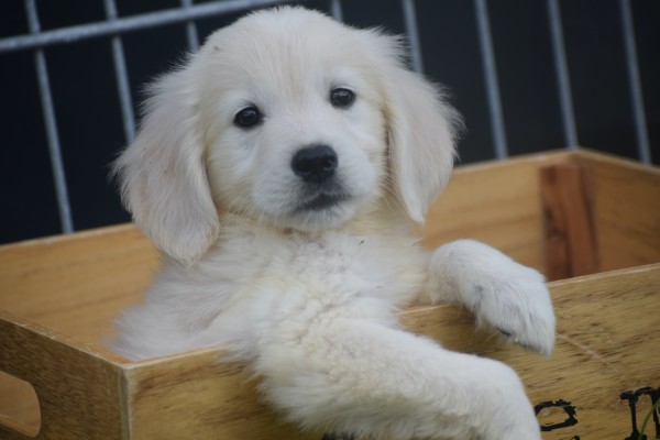Retriever Golden (reu) 70854