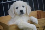 Retriever Golden (reu) 70854