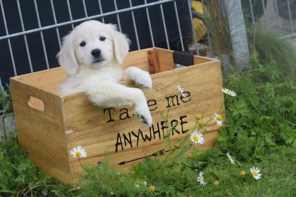 Retriever Golden (reu) 70854
