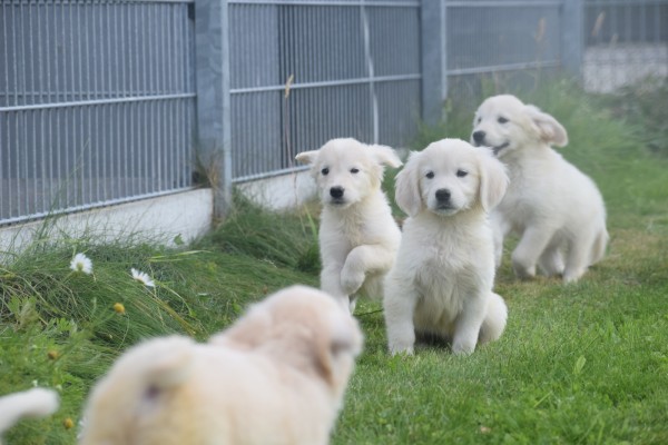 Retriever Golden (reu) 70581