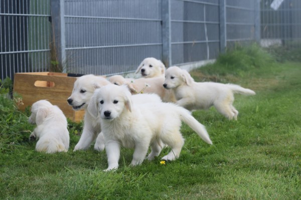 Retriever Golden (teef) 70606