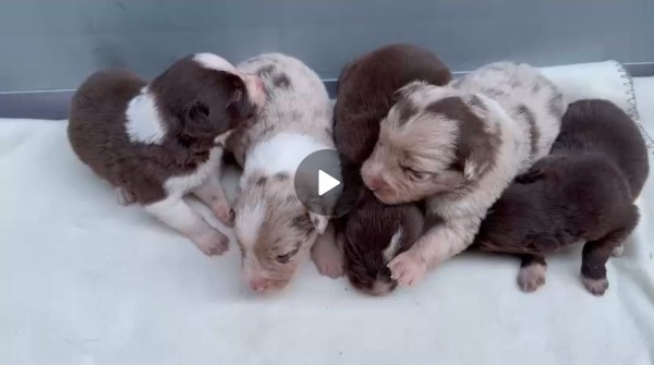 Border collie