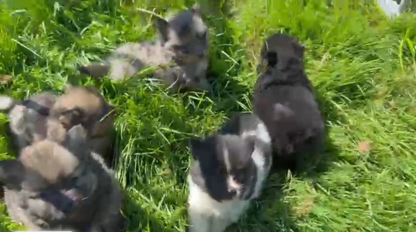 Keeshond