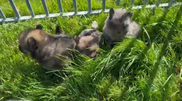 Keeshond