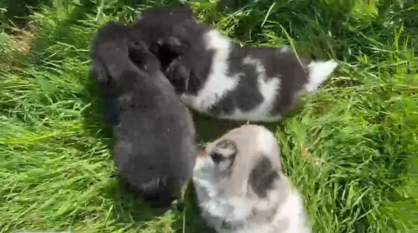 Keeshond
