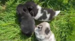 Keeshond