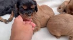 Cavalier king charles spaniel