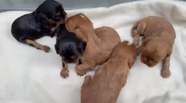 Cavalier king charles spaniel