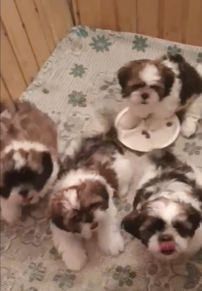 Shih-tzu