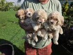 Maltipoo