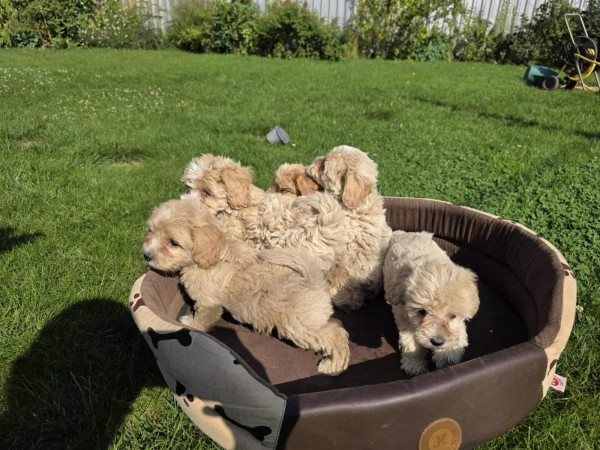 Maltipoo