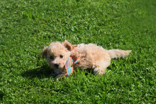 Maltipoo (teef) 28635