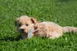 Maltipoo (teef) 28635