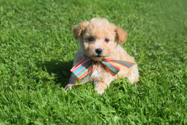 Maltipoo (teef) 28635