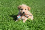 Maltipoo (teef) 28635