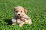Maltipoo (teef) 28635