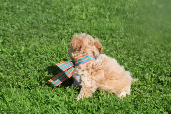 Maltipoo (teef) 28635