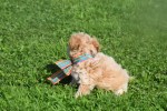 Maltipoo (teef) 28635