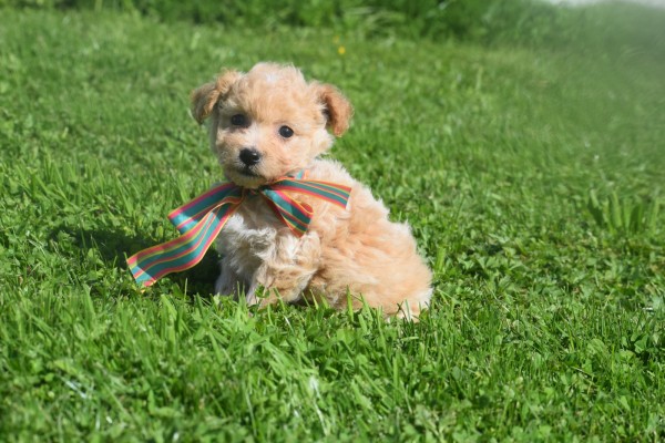Maltipoo (teef) 28635