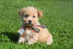 Maltipoo (teef) 28635