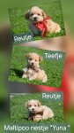Maltipoo (teef) 28635