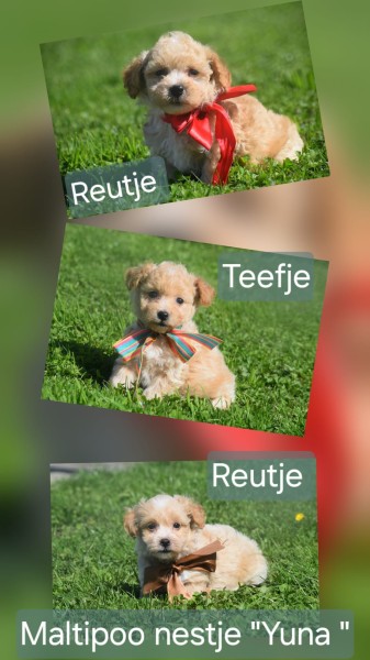 Maltipoo (reu) 25560
