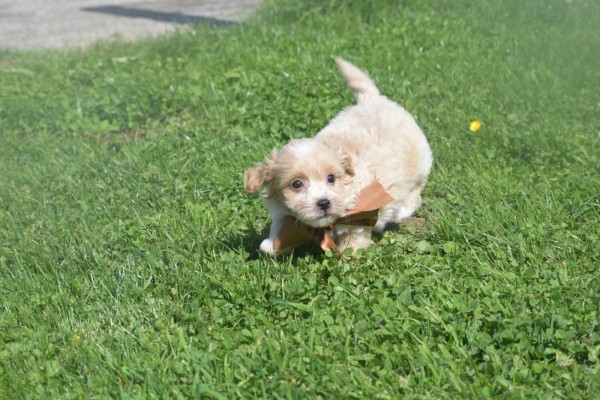 Maltipoo (reu) 25560