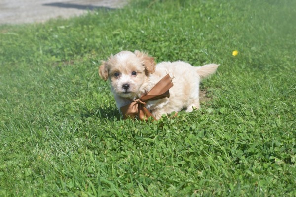 Maltipoo (reu) 25560