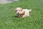Maltipoo (reu) 25560