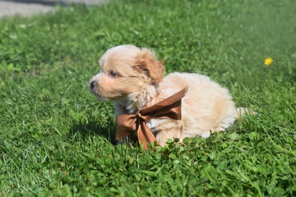 Maltipoo (reu) 25560