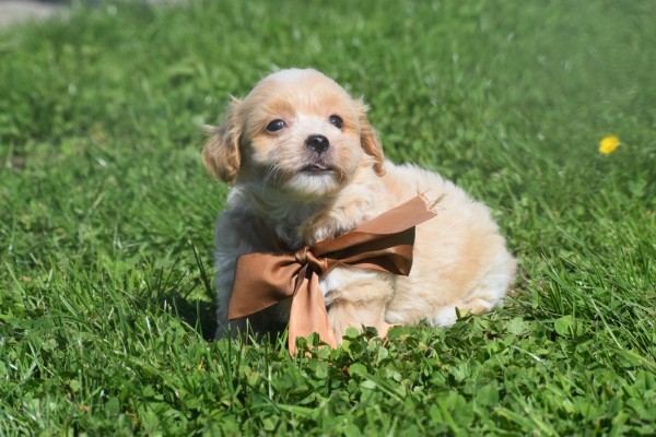 Maltipoo (reu) 25560