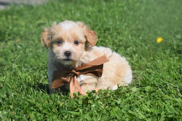 Maltipoo (reu) 25560
