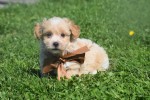 Maltipoo (reu) 25560