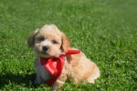 Maltipoo (reu) 28678