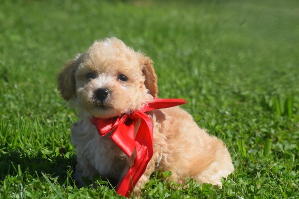 Maltipoo (reu) 28678