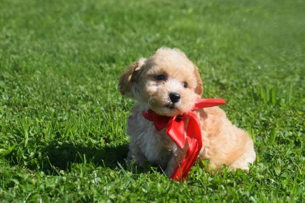 Maltipoo (reu) 28678