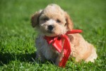Maltipoo (reu) 28678