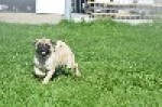 Carlin (teef) 39013