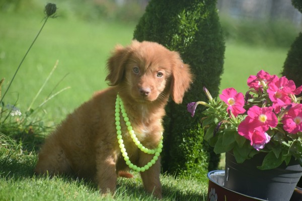 Nova Scotia Duck Tolling Retriever (reu) 67509