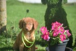 Nova Scotia Duck Tolling Retriever (reu) 67509