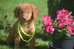Nova Scotia Duck Tolling Retriever (reu) 67509