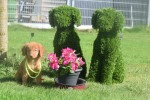 Nova Scotia Duck Tolling Retriever (reu) 67509