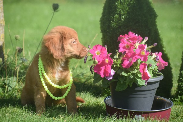 Nova Scotia Duck Tolling Retriever (reu) 67509