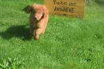 Nova Scotia Duck Tolling Retriever (reu) 67509