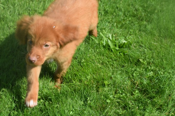 Nova Scotia Duck Tolling Retriever (reu) 67509