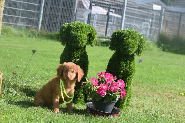Nova Scotia Duck Tolling Retriever (reu) 67509